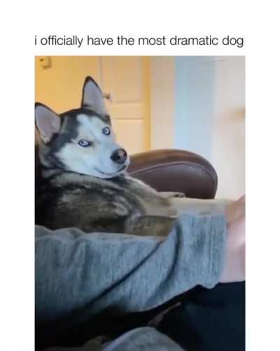 Those eyes... Husky the dramatic doggo