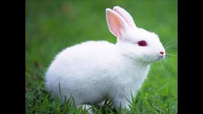 A Little Bunny