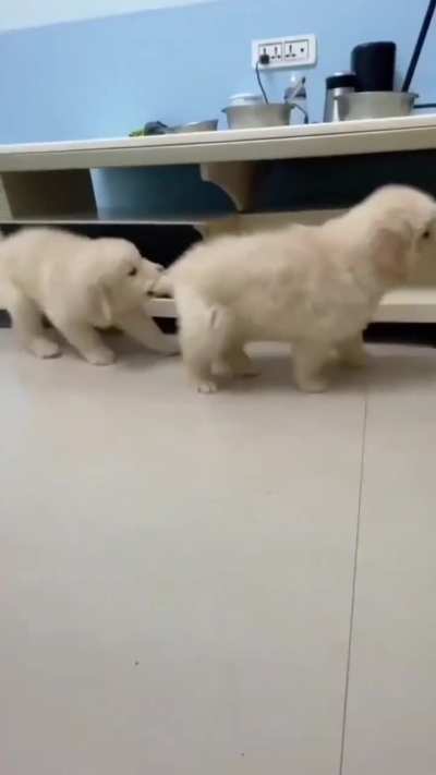 Silly Golden Pup