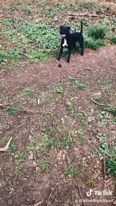 Go get a stick!