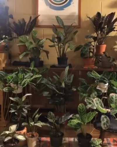 Plants breathing (3 day Time-lapse)