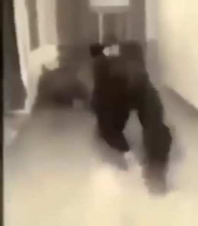MAAU - Video #8008