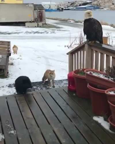 🔥 In Alaska, wild animals greet you