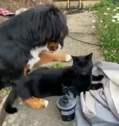 &ldquo;Hard. Too hard! TOO HARD!!&rdquo;