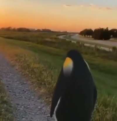 pingu