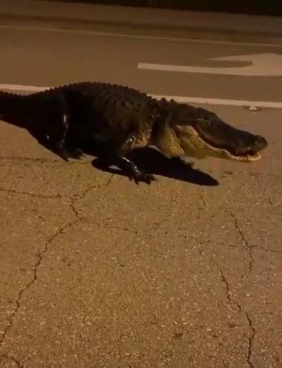 A normal night in Florida