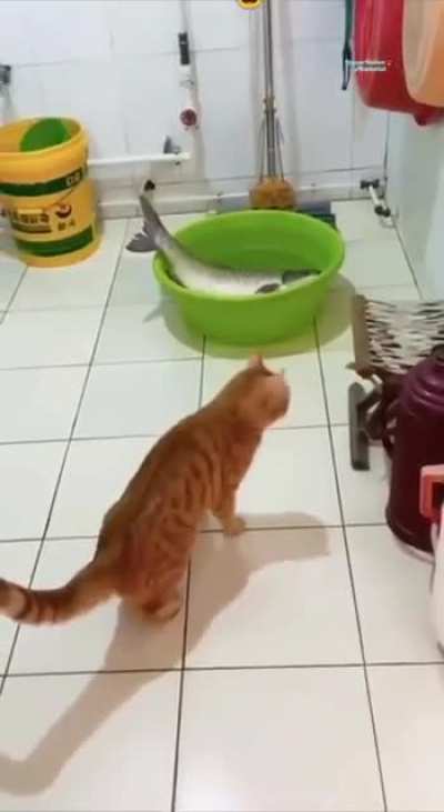 Которыбовое