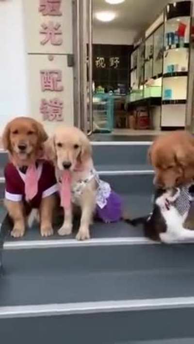 Aaawww