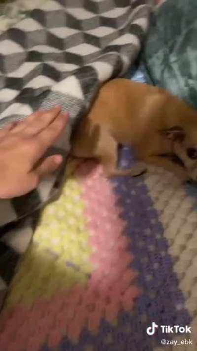 chihuahuas are the spawn of satan