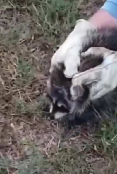 screams in raccoons