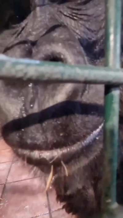 🦍