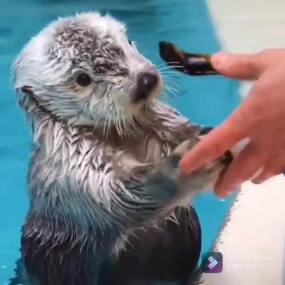Just otter things