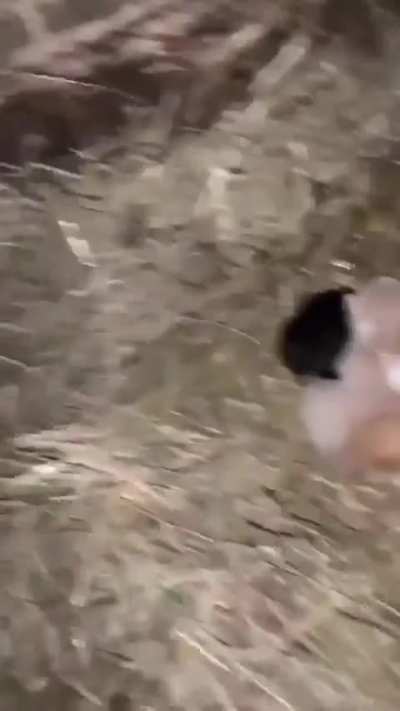 A chicken stealing kittens.