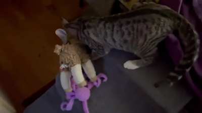 Walter is a fierce r/catscarryingstuffies