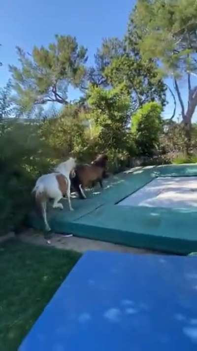 Horse please just stop