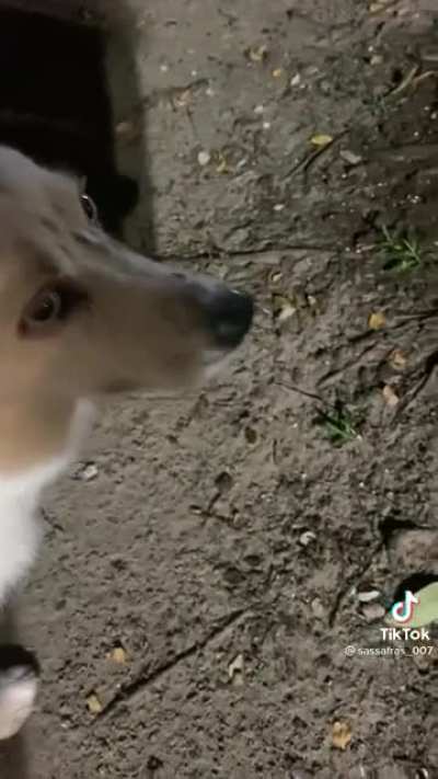 Buzzing doggy