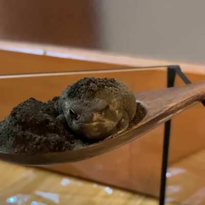 Desert rain frog