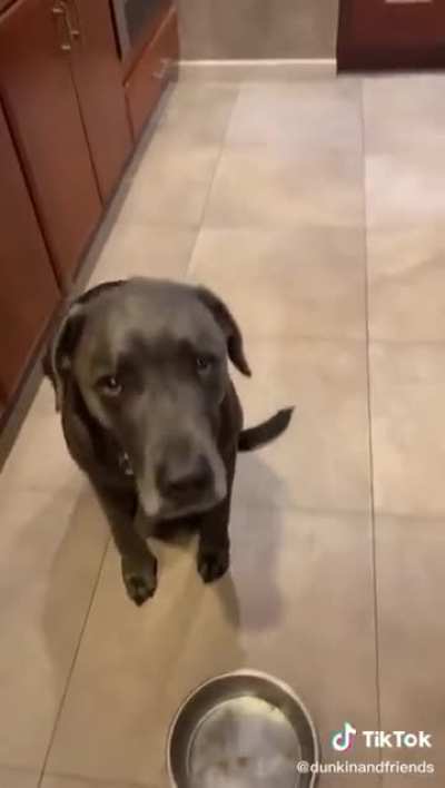Crazy doggy 