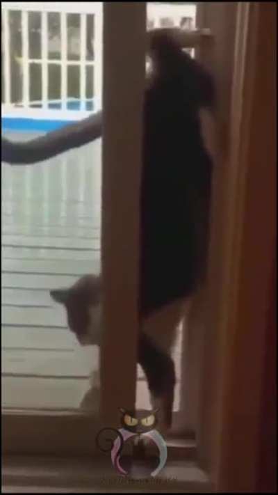 Pussy cat is up to something
