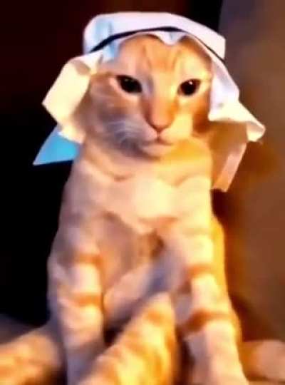 Average cat in Saudi Arabia