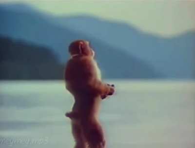 finally found a video that perfectly captures how the white ferrari outro makes me feel