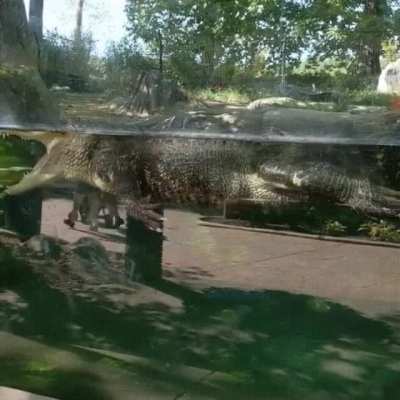 Wolf with watermelon, except it&rsquo;s an alligator.