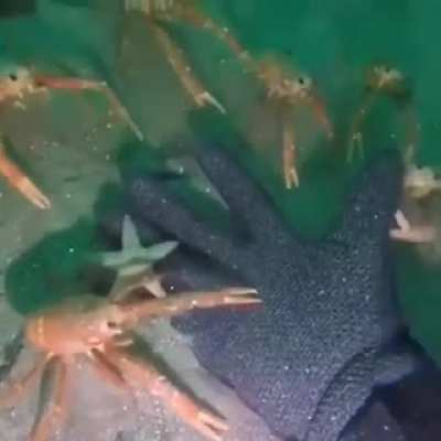 CRAB