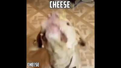 J'aime faire des croquettes au chien
