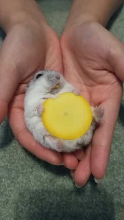 sylvester is an EGG