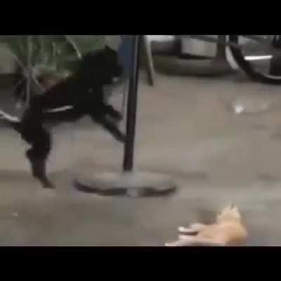 Apandah irl