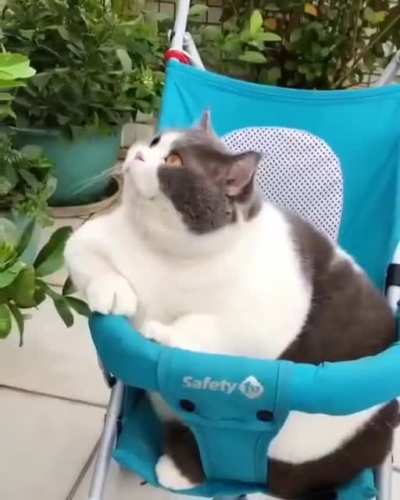 Котик