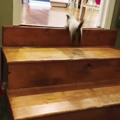 Miss floof bottom going to check out what&rsquo;s in the kitchen.