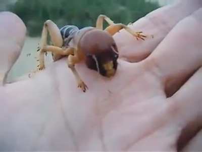 WTF - really? A potato bug? Yes, a big one.