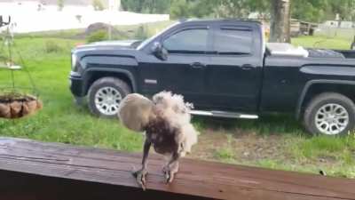 Rescued cockatoo gets his grove on