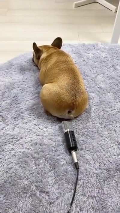 Your farts have real world consequences now, Fido