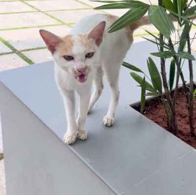 This is my neighbour&rsquo;s outdoor cat&rsquo;s kitten. She doesn&rsquo;t seem to be afraid of me, but doesn&rsquo;t want to be pet and yells constantly. Why is that?