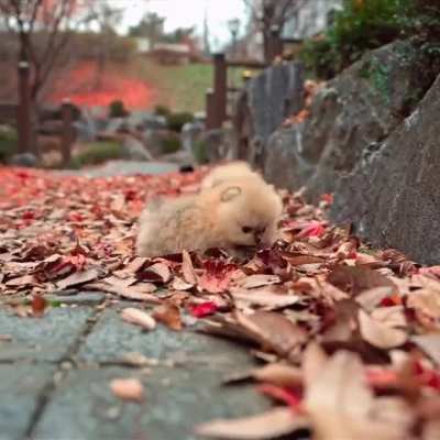 These two puppies in autumn leaves