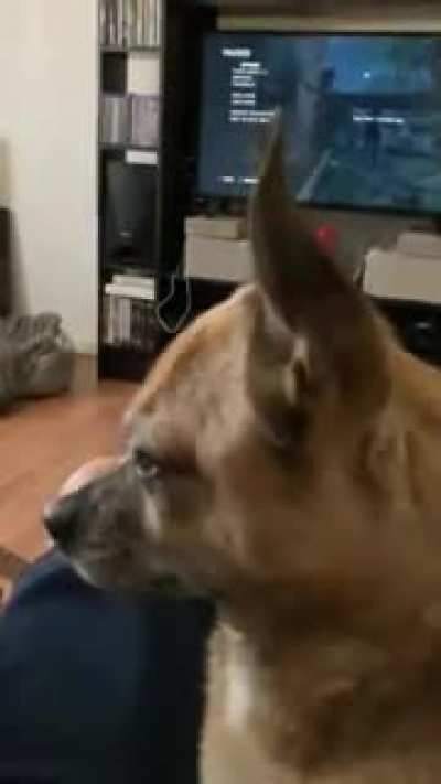 I apologize for the bad video format and accent. But here's Howard, turning his back on me like Naboo the Enigma!