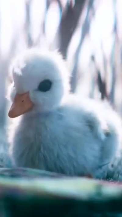 Pato