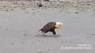 The land of the free!