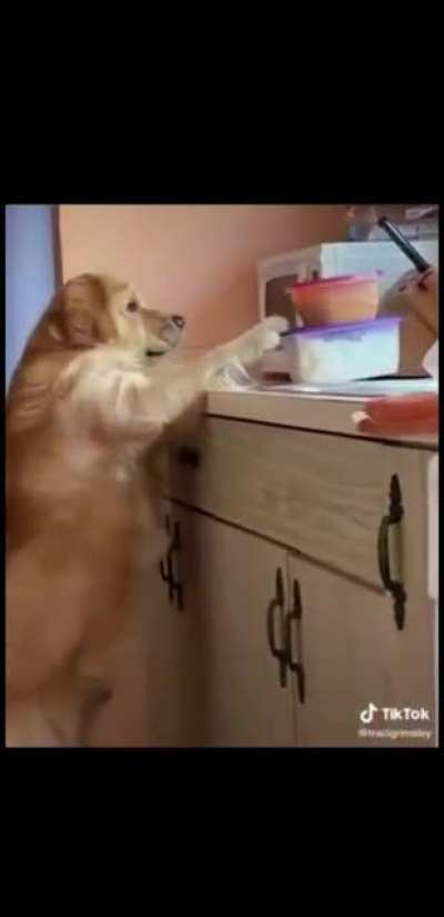 Dog gets caught trying to steal food of the kitchen worktop.