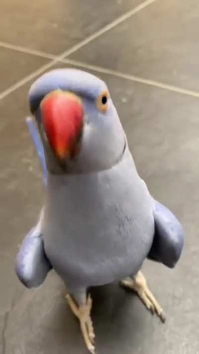 🎥 Repost from : Tiktok @lbtheindianringneck
