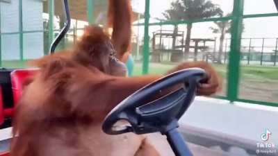 Cruisin' the block