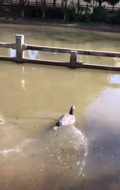 Blursed_Duck