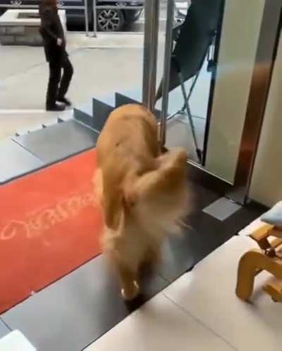 Owner asks dog to hide because customer is scared of dogs
