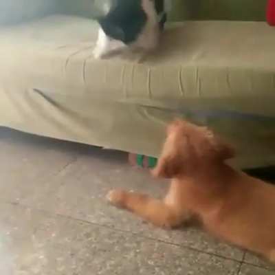 stop biting my tail