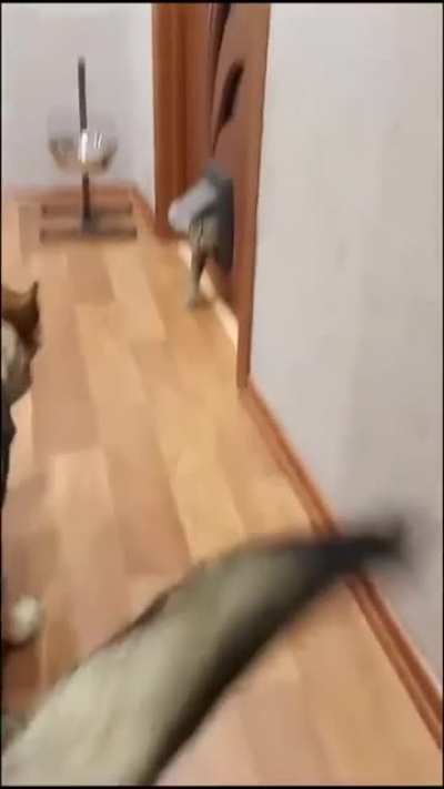 another cat attack