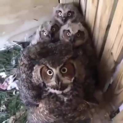 Rumor has it owls talk in morse code