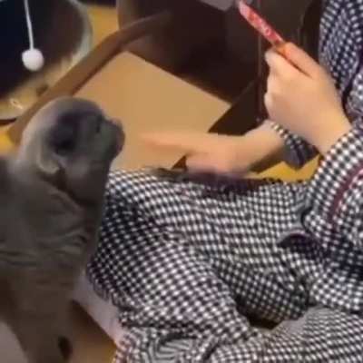 l remember seeing this old viral video before I was a ONCE, recently I found out it's actually Jeongyeon &amp;amp; Bomb/Bami!