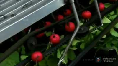 Red radish production